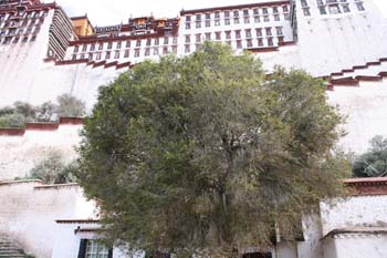 Lhasa-9