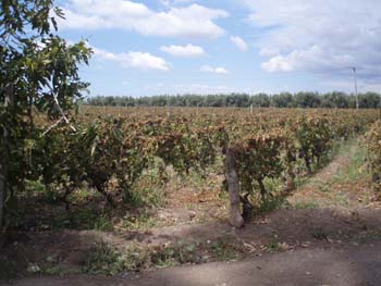Vineyard-1