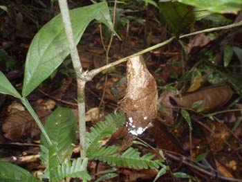 Jungle-1st-Day-20-cocoon